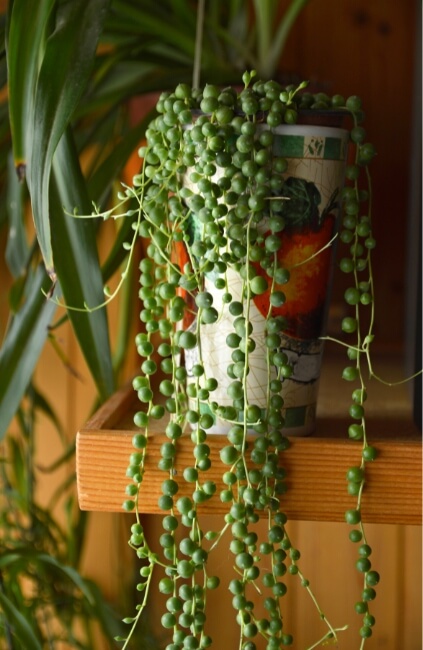 String of Pearls, also known as String of Beads