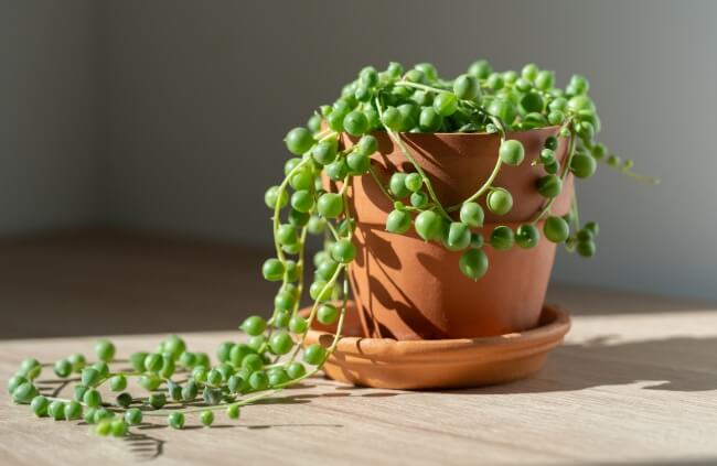 String of pearls in a pot