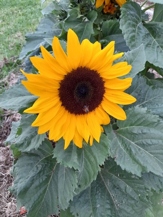 Sunflower from Norfolk