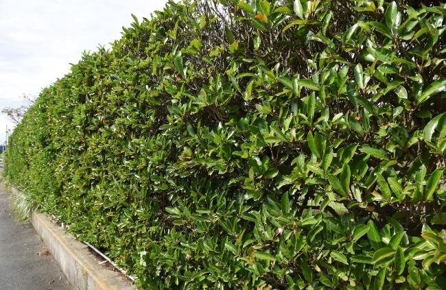 Sweet Viburnum is perfect for use as windbreak shrubs or windbreak trees