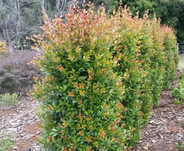 Syzygium australe make for ideal windbreak shrubs