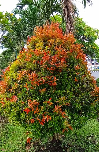 Syzygium paniculatum, is ideal as a windbreak shrub or windbreak tree around residential homes