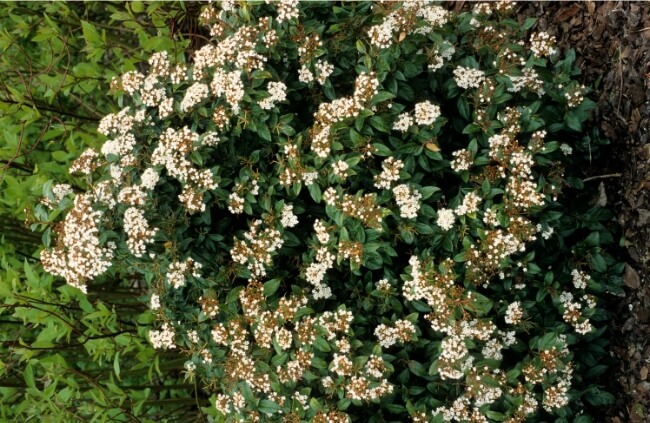 Viburnum tinus creates an ideal hedge or screen for border plantings,