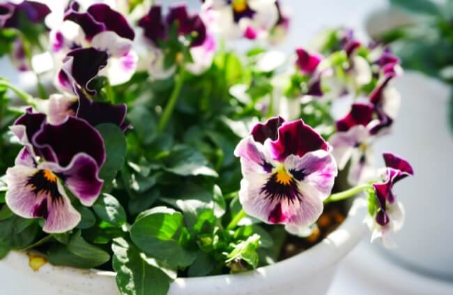 Viola x wittrockiana, commonly known as pansies