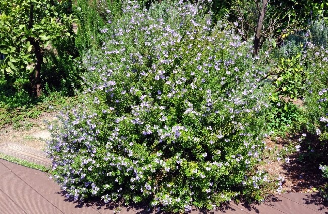Westringia fruticosa, a highly recommend shrub for any coastal gardens