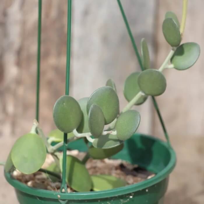 Xerosicyos danguyi known as Silver Dollar Plant