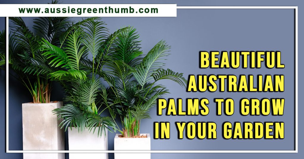 Beautiful Australian Palms to Grow in Your Garden