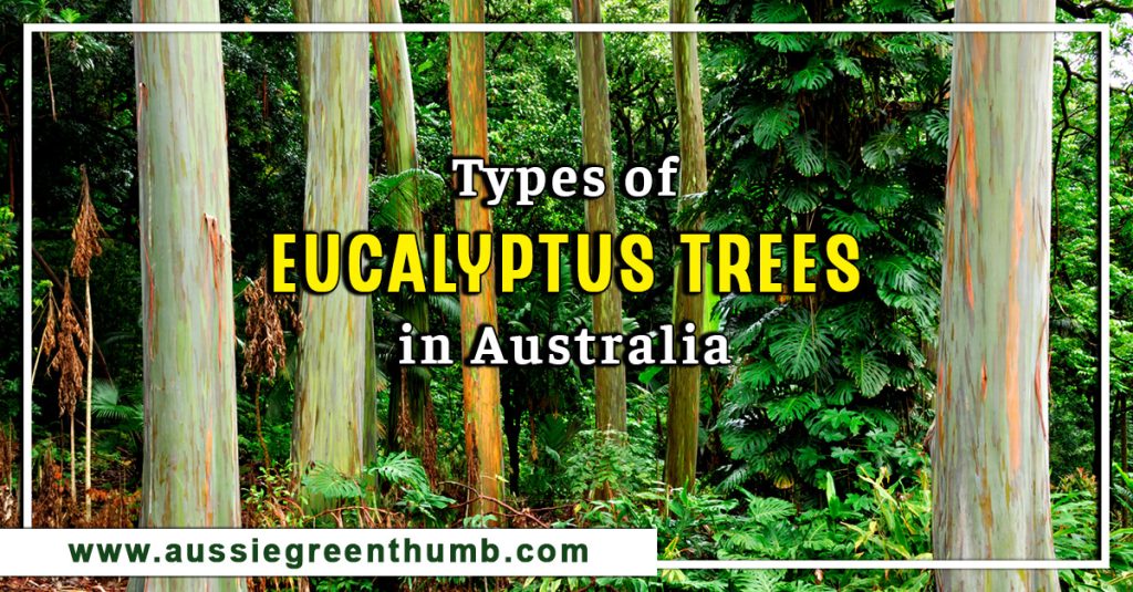 Types of Eucalyptus Trees in Australia