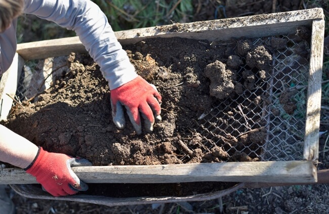 A gardener sieving compost