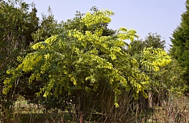 Acacia baileyana produces large clusters of buttery-yellow blooms that are borne aside the plant's silvery-green foliage