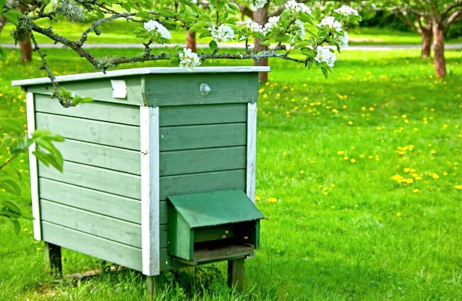 Backyard Beekeeping Area