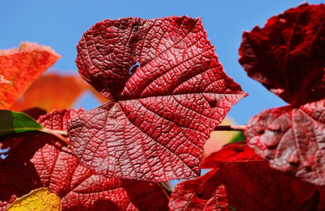 Vitis coignetiae commonly known as Crimson Glory Vine