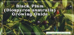 (Diospyros australis) Growing Guide