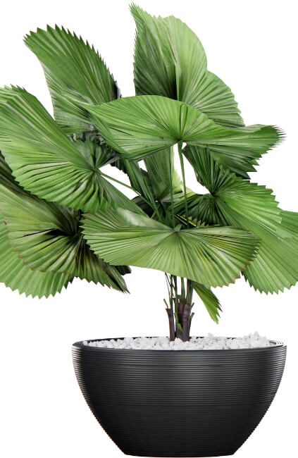 Elegant fan palm has large, circular leaves that are deeply divided into segments