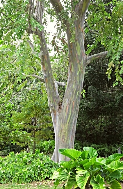 Eucalyptus deglupta, also known as Rainbow Eucalyptus