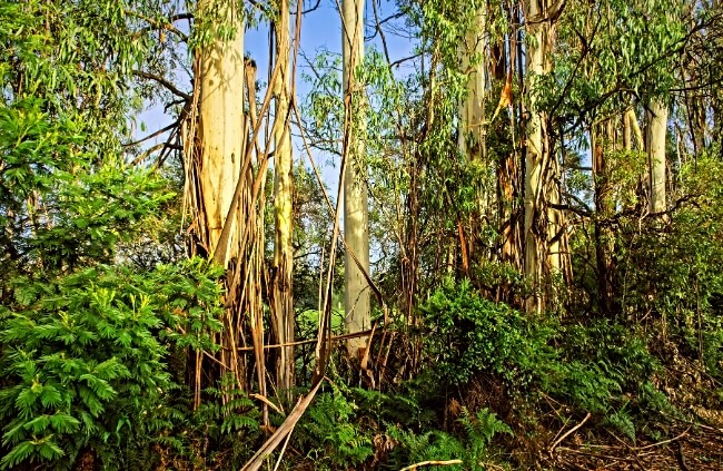 Eucalyptus obliqua, one of the best types of eucalyptus plant for farms