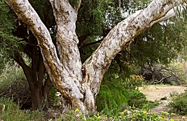 Eucalyptus pauciflora, commonly known as Snow Gum