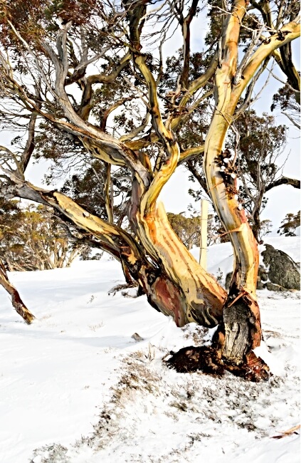 Eucalyptus pauciflora subsp. niphophila, commonly known as Alpine Snow Gum