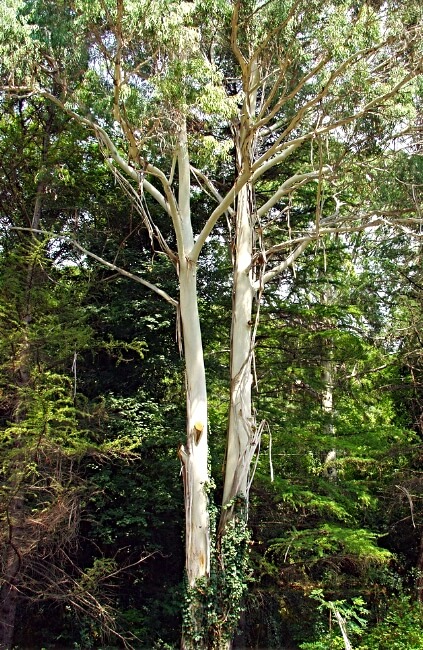 Eucalyptus viminalis, also known as the white gum