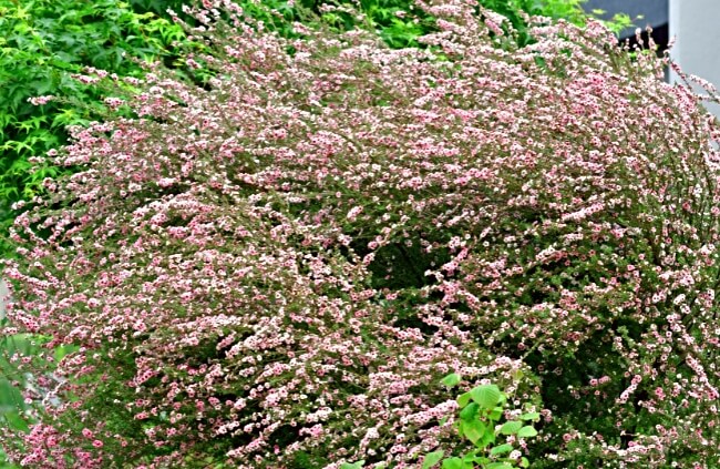 Flowering Leptospermums