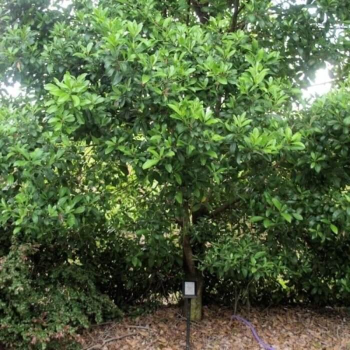 Growing Diospyros australis tree