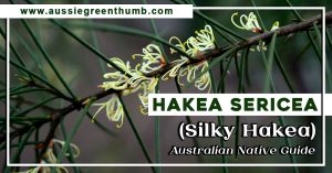 Hakea sericea (Silky Hakea) Australian Native Guide