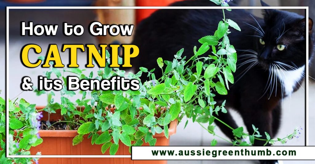 How to Grow Catnip and its Benefits