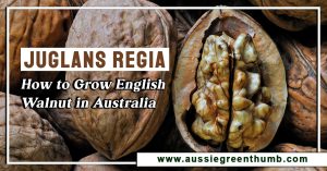 Juglans regia: How to Grow English Walnut in Australia