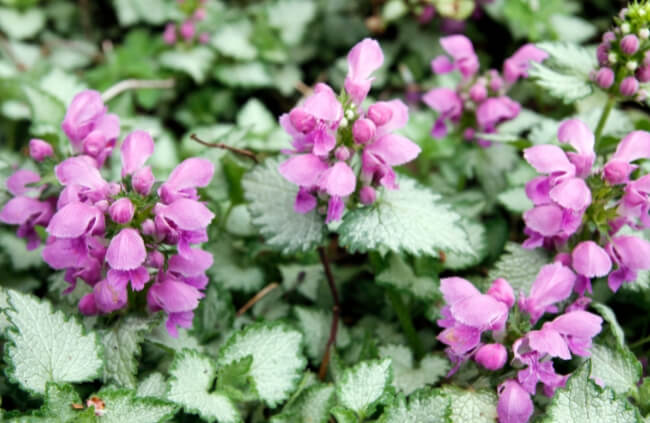 Lamium ‘Orchid Frost’ should be grown in outdoor hanging baskets