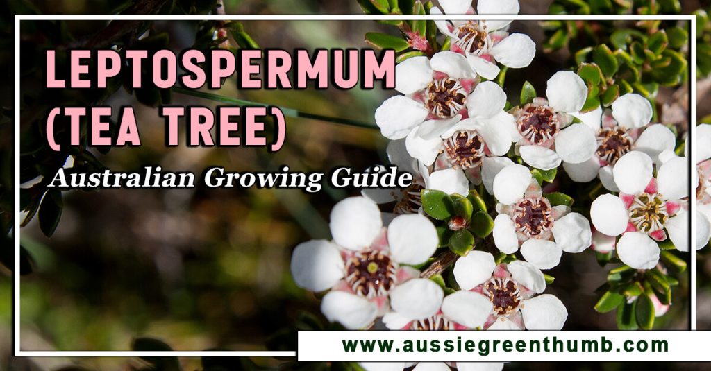 Leptospermum (Tea Tree) Australian Growing Guide