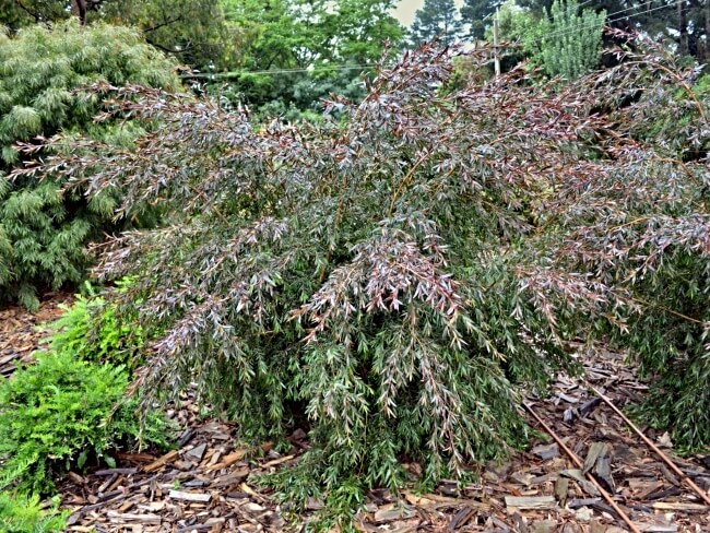 Leptospermum ‘Copper Glow’, a species ideal for small gardens