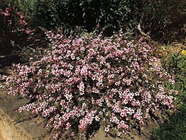Leptospermum ‘Pink Cascade’ grown as a beautiful ground cover plant