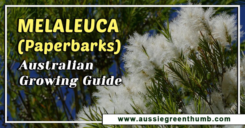 Melaleuca (Paperbarks) Australian Growing Guide