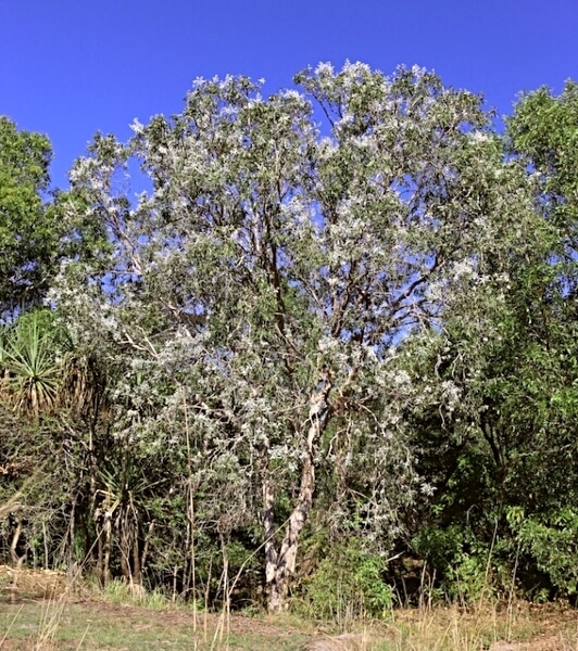 Melaleuca argentea, commonly known as Silver Cadjeput