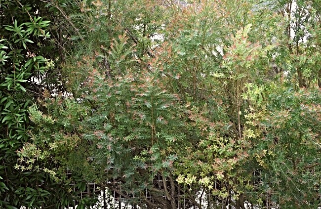 Melaleuca bracteata, commonly known as Black Tea Tree
