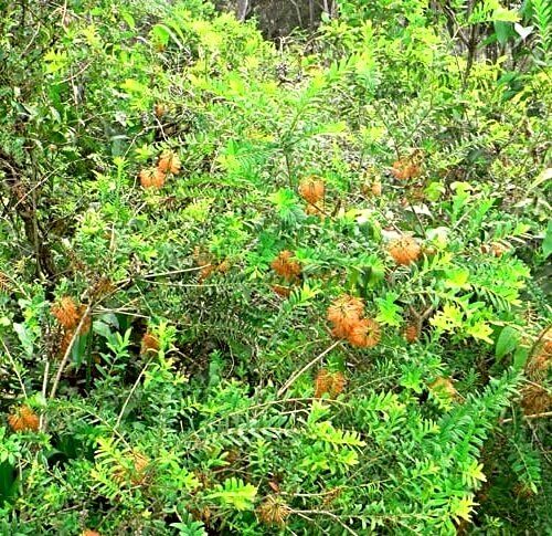 Melaleuca hypericifolia, commonly known as Hillock bush