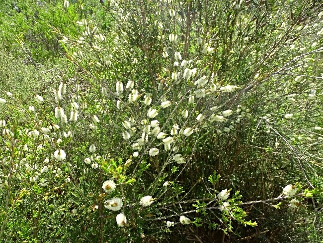 Melaleuca microphylla