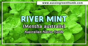 River Mint (Mentha australis) Australian Native Guide