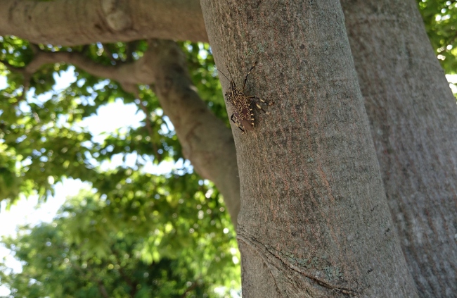 Stink bug on a tree