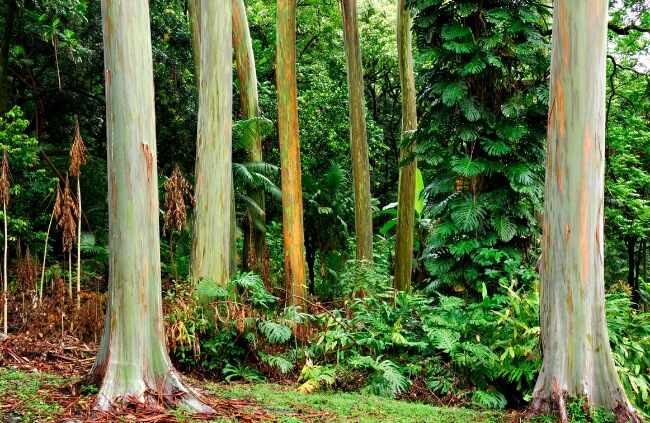 Types of Eucalyptus