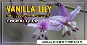 Vanilla Lily (Arthropodium milleflorum) Growing Guide