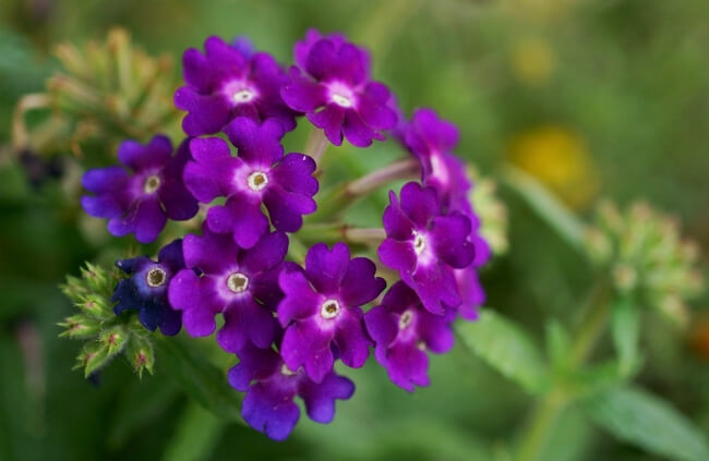 Verbena are attractive hanging plants