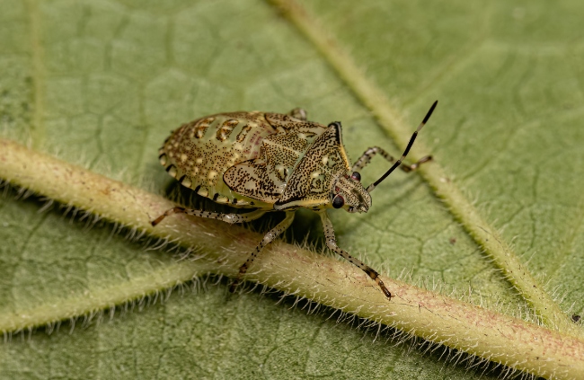 What are Stink Bugs?