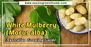 White Mulberry (Morus alba) Australian Growing Guide