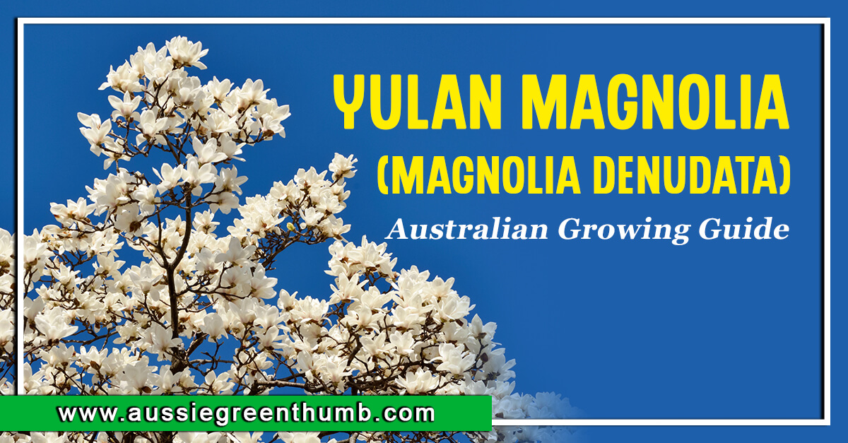 Yulan Magnolia (Magnolia denudata) Growing Guide