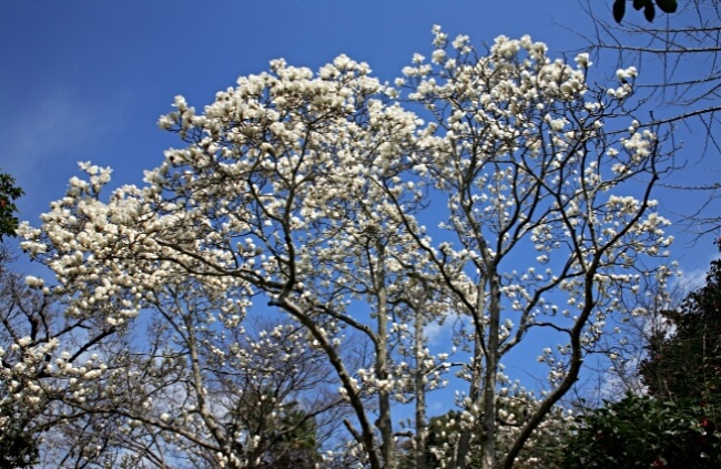 A Yulan Magnolia full of flowers