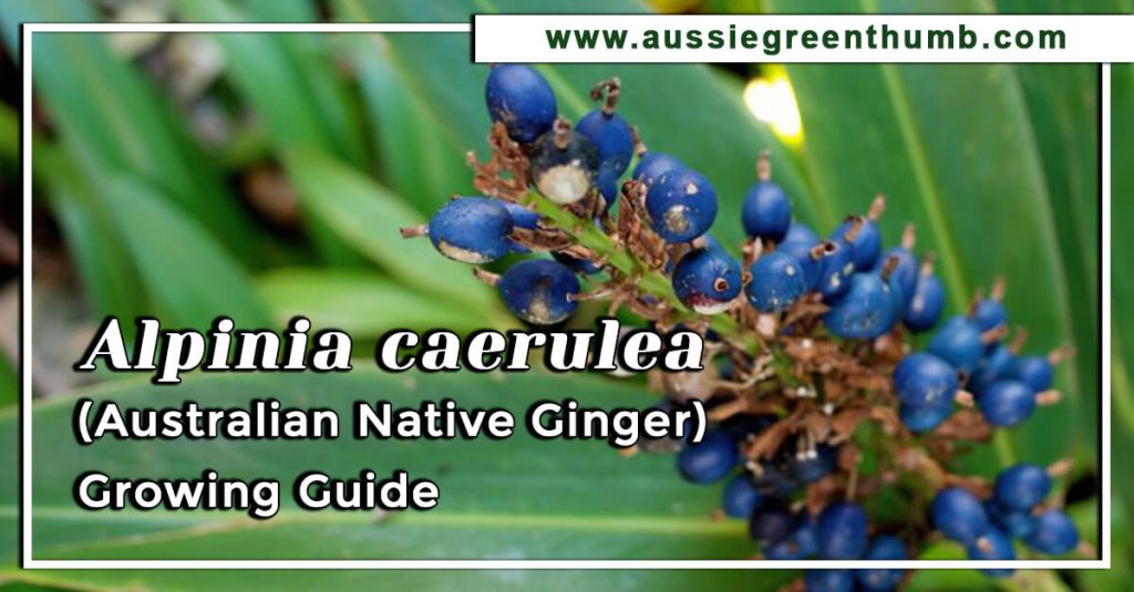 Alpinia caerulea (Australian Native Ginger) Growing Guide