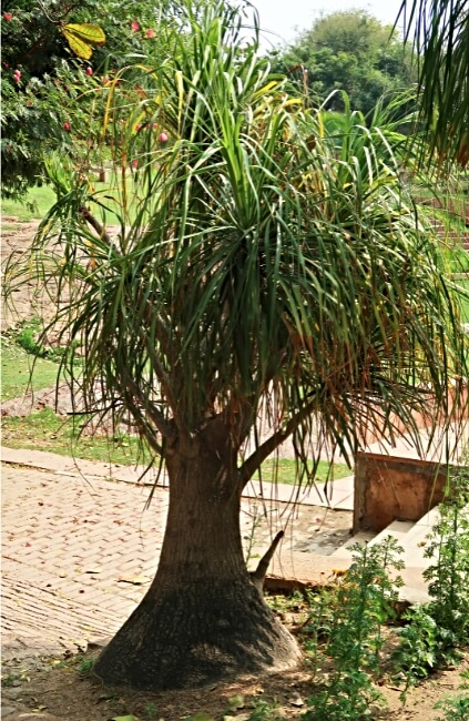 Beaucarnea recurvata, makes for an excellent low-maintenance palm-like addition to warmer gardens