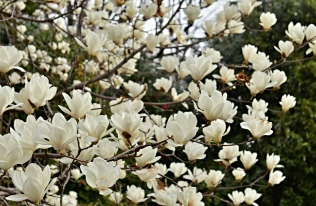 Blooming Yulan Magnolia