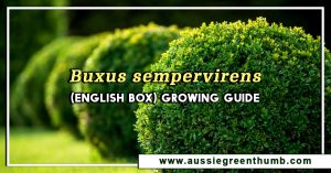 Buxus sempervirens (English Box) Growing Guide